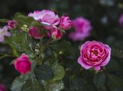 Дієві добрива для троянд