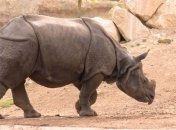 Браконьеры в ЮАР за месяц уничтожили около 100 носорогов 