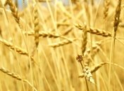 В Украине ожидают рекордный урожай зерновых