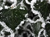 Какой праздник 4 января: народные приметы и запреты