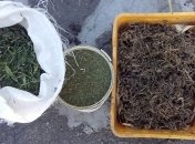 На Днепропетровщине полиция обнаружила марихуану на 1,5 миллиона гривен