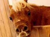 Пони-карлик взорвал интернет (Видео)