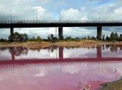 В одном из парков Мельбурна вода стала ярко-розового цвета (Видео)