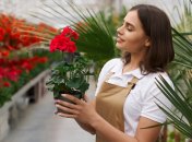 Герань порадует цветением очень скоро