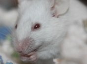 Слепым мышам вернули зрение с помощью генной терапии 