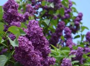 Бузок звичайний