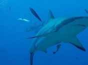 Акула вдохновила: создан умный материал, похожий на кожу рыбы 