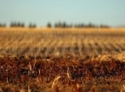 Германские фермеры просят у правительства помощи в размере 1 млрд евро