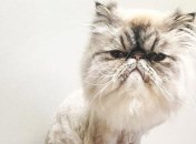 Смешные кошки и собаки до и после того, как они побывали у парикмахера