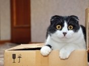 Отправка кота по почте обошлась жителю Тайваня в 60 тыс. местных долларов