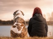 Даже различают слова: собаки умеют анализировать человеческую речь