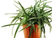 Комнатные растения очищают воздух