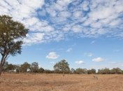 В Африке обнаружена новая разновидность обезьян 