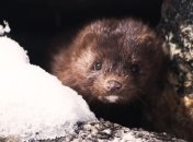 COVID-19: в Нидерландах зафиксировали первый случай заражения человека от животного