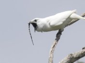 Найдена самая громкая птица на Земле (Видео)