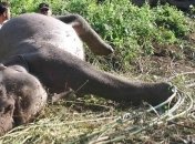 В национальном парке Зимбабве от засухи погибли 190 слонов