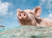 Эти забавные зверюшки сейчас находятся под угрозой вымирания (Фото)