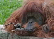 Веселая подборка картинок поднимет настроение