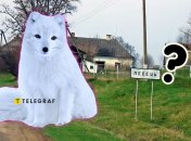 Песец на Хмельнитчине