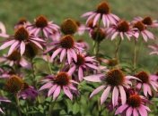 Растения, которые избавят от зимних простуд