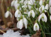 Прогноз погоды: синоптики прогнозируют мокрый снег, дожди и ночные морозы 