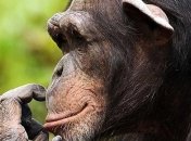 Ученые: ВИЧ может передаваться человеку от шимпанзе