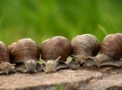 Украина упростит правила импорта животных и продуктов животного происхождения 