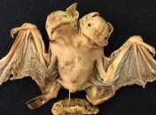 В Бразилии обнаружена уникальная "двуглавая" летучая мышь 