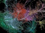 Створили найбільшу в світі 3D-карту мозку (Відео)