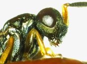 Созданы генетически модифицированные паразитические осы