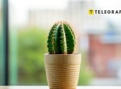 Кактус имеет сильную положительную энергетику