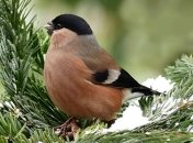 12 февраля - приметы и обряды в Васильев день