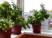 Головне — гарний догляд