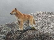 В Новой Гвинее нашли диких поющих собак: считалось, что они вымерли 50 лет назад