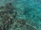 Исследование: человечество начало разрушать Карибский коралловый риф еще в 50-х годах