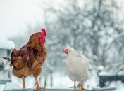 Как содержать кур