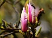 Березень 2020 року видався одним з найтепліших за 140 років