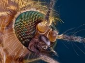 Как могут помочь ГМО-комары?