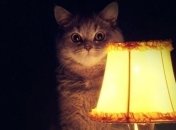 Кот эмоционально отреагировал на отъезд хозяйки и стал звездой сети (видео)