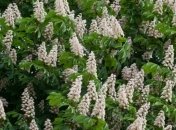 Киевсовет запретил обрезать деревья два года