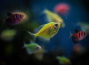 Є кілька причин, через які риба може загинути у воді