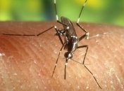 Кого предпочитают комары?