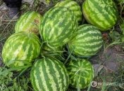 Фермеры из Херсона разбивают на полях арбузы