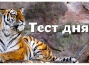 Тест по картинке - что может сказать о вас подарок