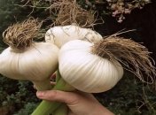 Советы, которые пригодятся каждому хозяину