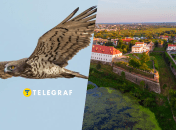 На Рівненщині живе рідкісний птах