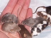 Ученые создали самый тщательно интегрированный гибрид мыши и человека