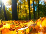 22 ноября. Приметы дня