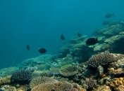 В Австралии создана самая крупная в мире сеть морских заповедников