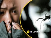 На півдні України небезпечний павук налякав людей
